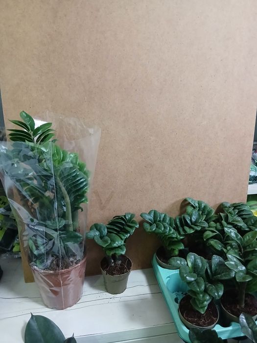 Замиакулькас зензи