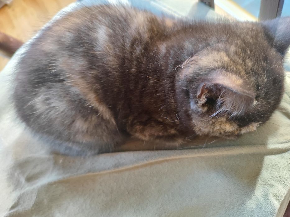 Котенца - късокосмести Британски