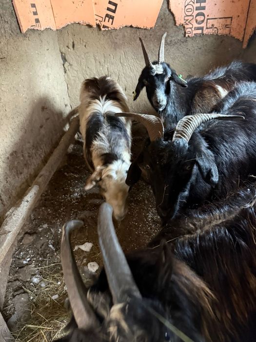 Козы и козлы 2/2