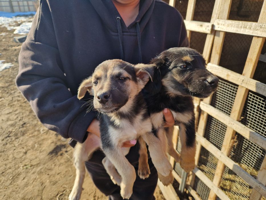 Отдам щенков в добрые руки