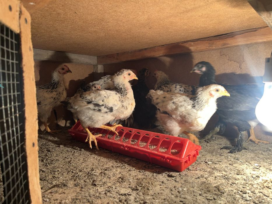 Аддлер шөжелере бар