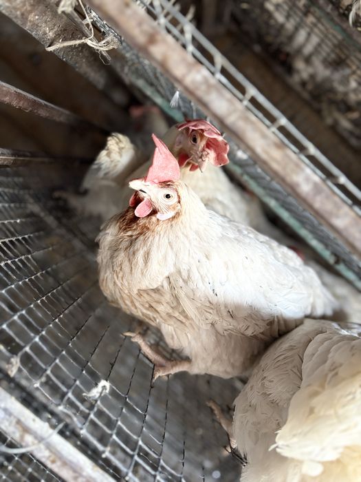 Несушка корал ник