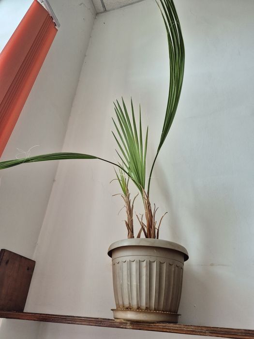 Комнатное растения алоэ