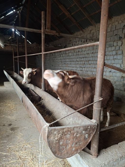 Буха семиз 1.5 жасар