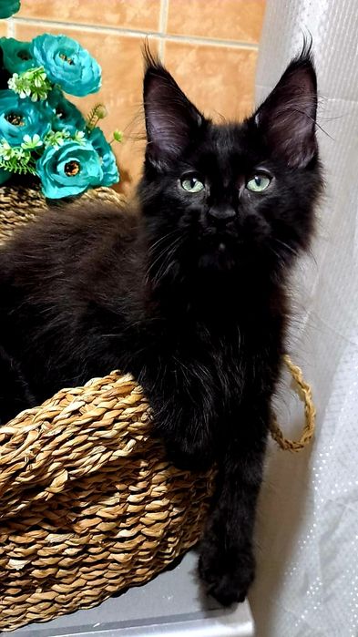 Солидные и Чёрные на Серебре - МЕЙНКУНЧИКИ