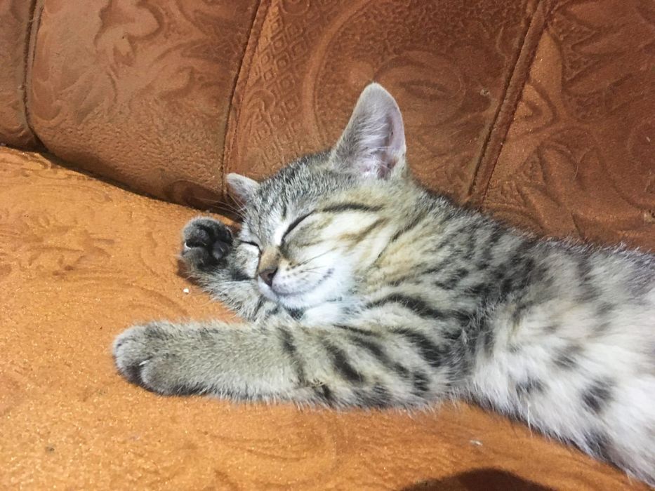 Малышка Феодосия ,ей 3,5 месяца