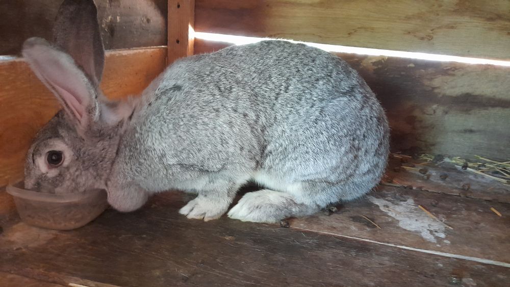 Iepuri frumosi drăgălasi de vănzare