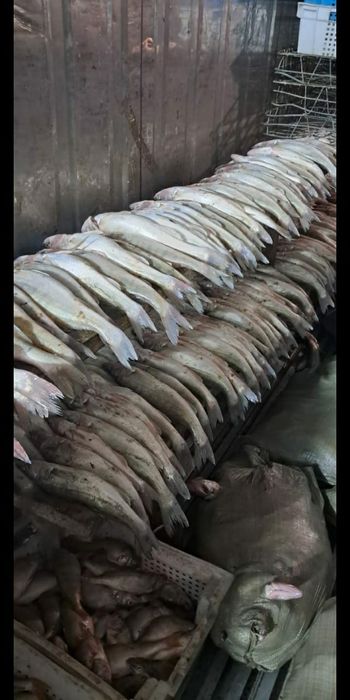 Рыба свежая оптом