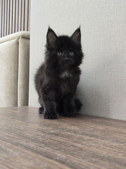 Шикарный мальчик мейн-куна