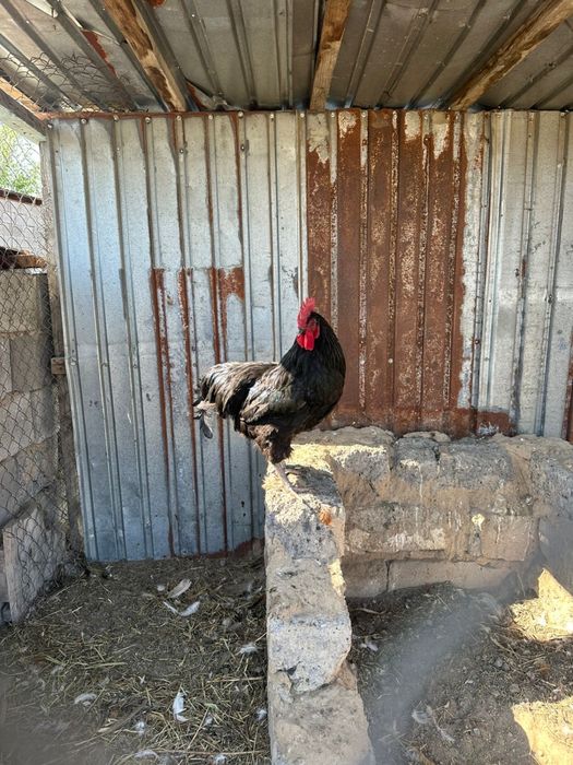 Джерсиский гигант петух