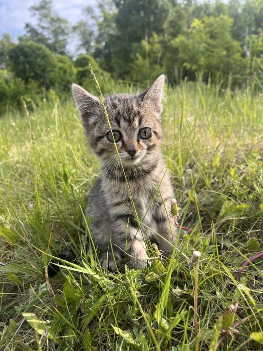 Котенок девочка в добрые руки