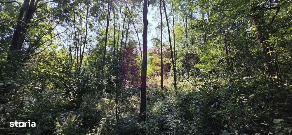 Teren intravilan de vanzare in Lunca Mare (la 10 km de Valea Doftanei)