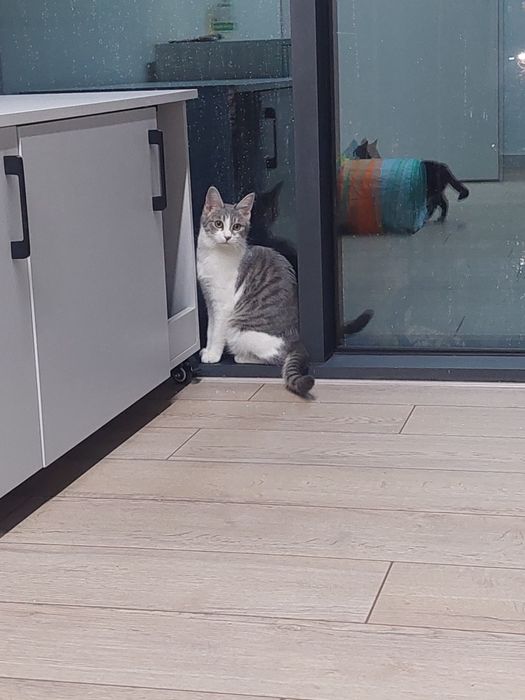 Котенок девочка вакцинирована Ташкент