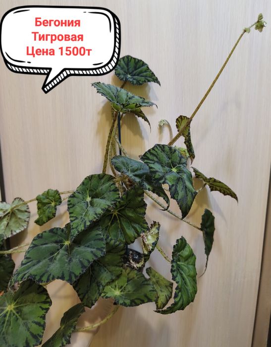 Продам комнатные цветы