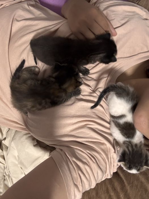 Котята породистые и смешанные:)