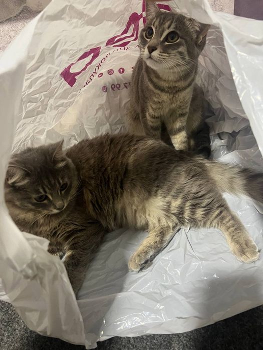 Отдаю в добрые руки