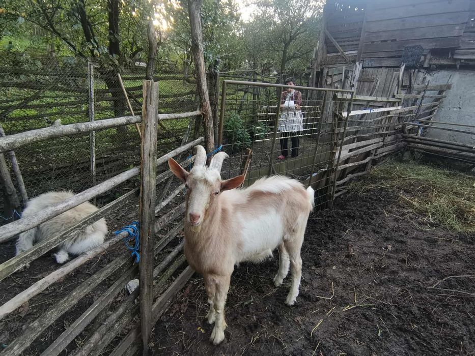 Vând țap rasa saanen