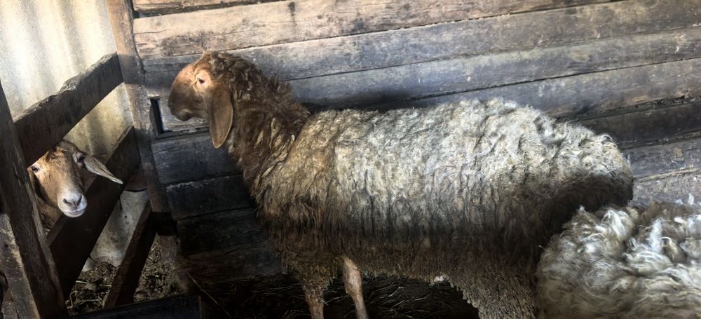 Қошқар сатылады.