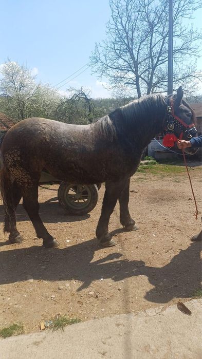 Vnd manza fac 2 ani la toamna originala pecerno