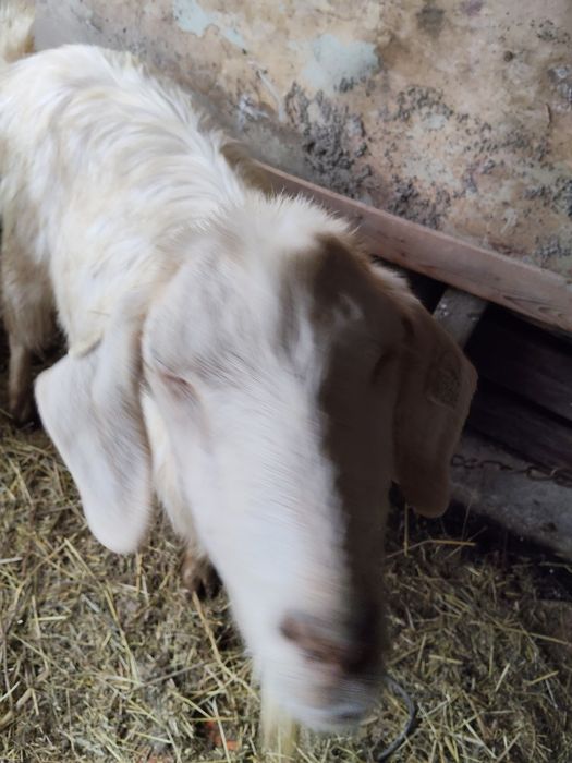 Vând țap de 2 ani sterilizat