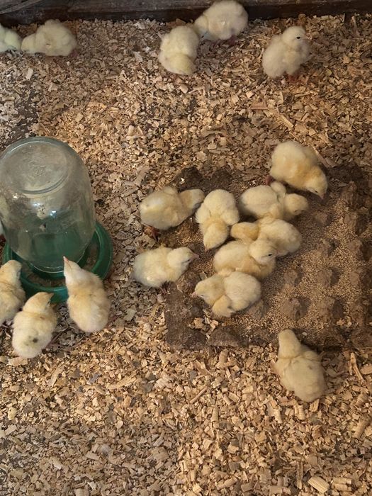 Бройлеры кобб 500 3 х дневные