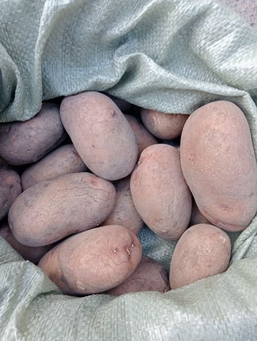 Продам Картофель