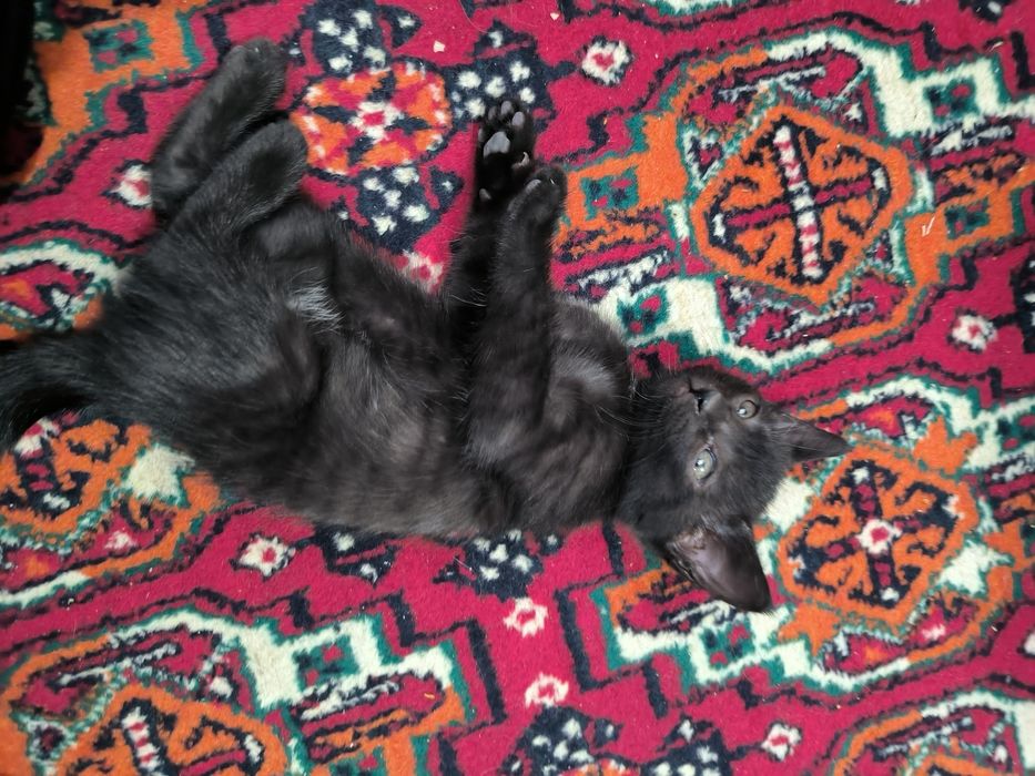 Отдадим котят в хорошие руки