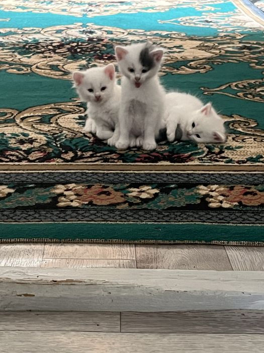 Котята 3мальчика и 1девочка
