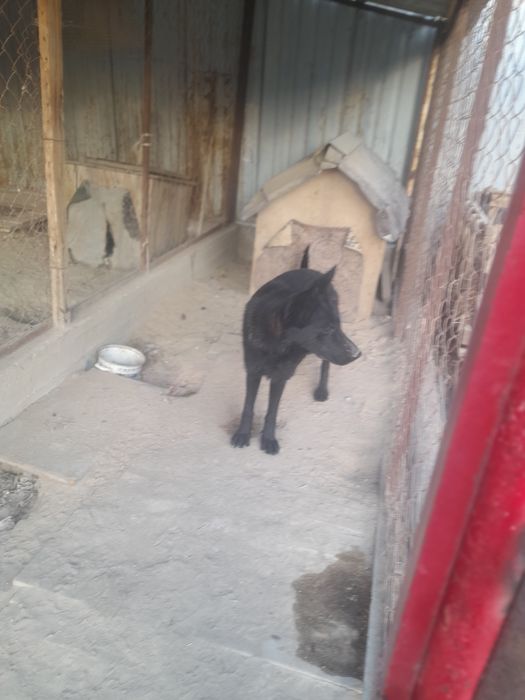 Овчарка сатылды жаксы ит