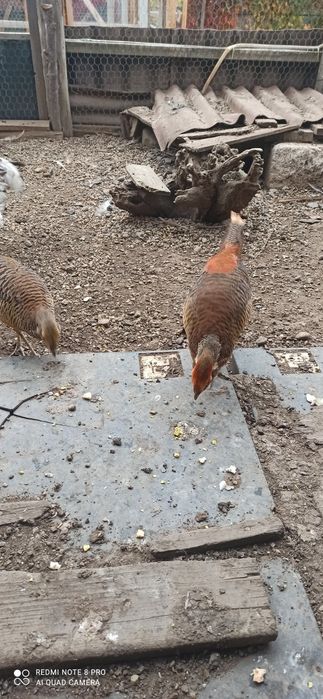 Fazani! Auriu pe roșu