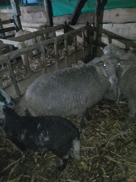 Vand carlan si oaie stearpa