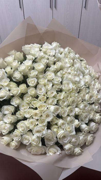 151 роза , цветы, букет