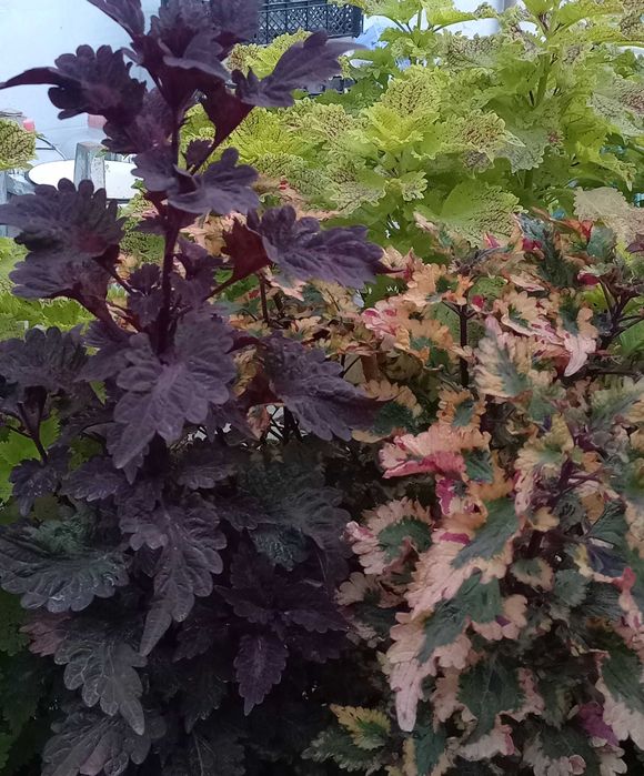 Колеус вегетативный