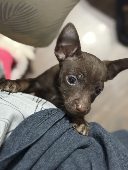 Той терьер щенки