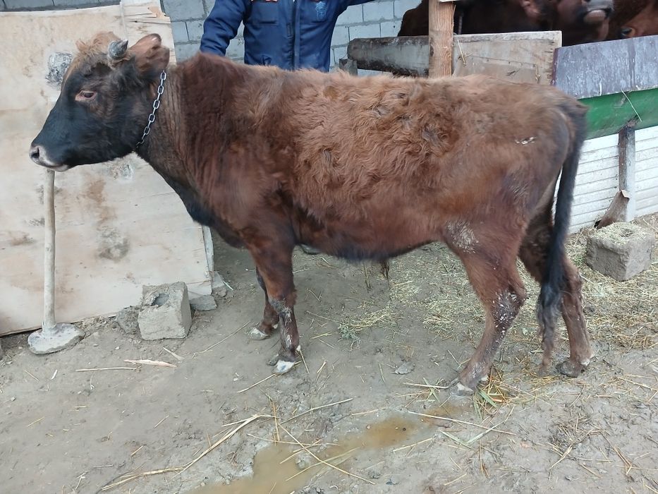 Букача сотилади бирёошар соглом