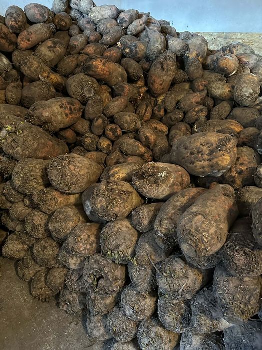 Sfeclă furajeră         .