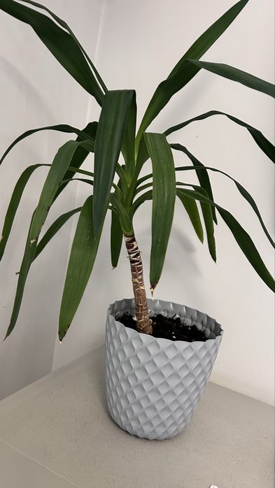 Пальма юкка………..