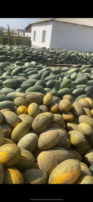 Арбуз Дыня зимный