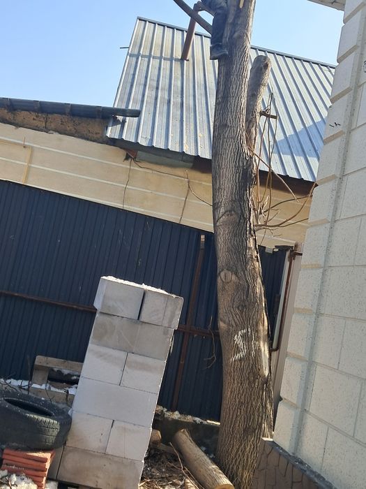 Дрова Отын грецкий орех Жангак агашы