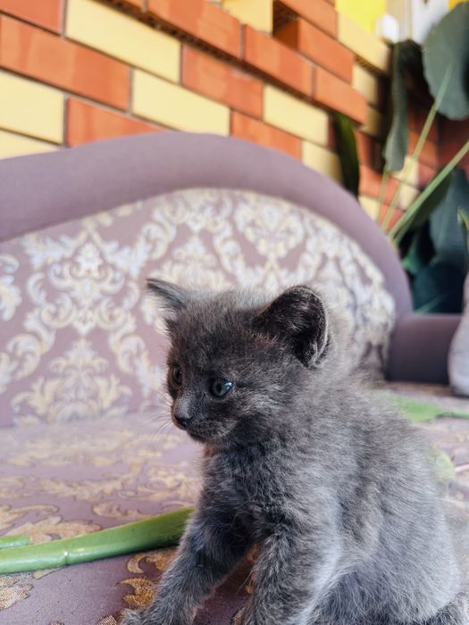Котенок мальчик