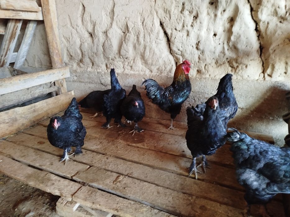 Тауық сатылады  5000 нан штугы