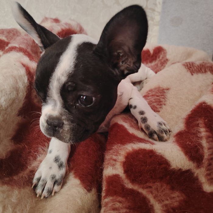 Французкий бульдог