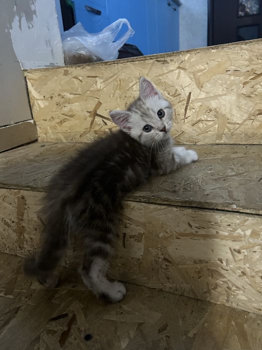 Пишите на ватцап и читаем обьяв