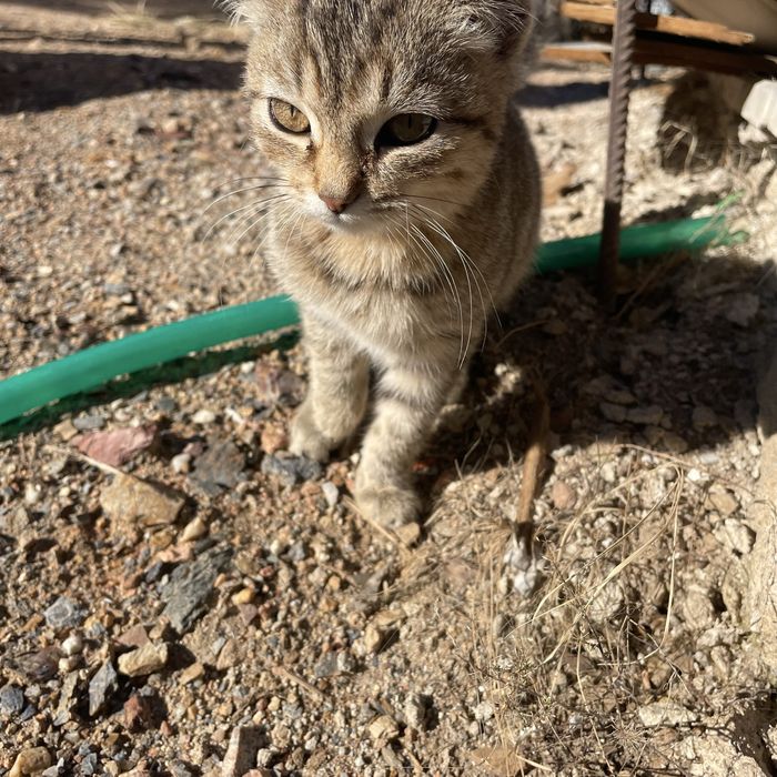 Отдам котенка в хорошие руки
