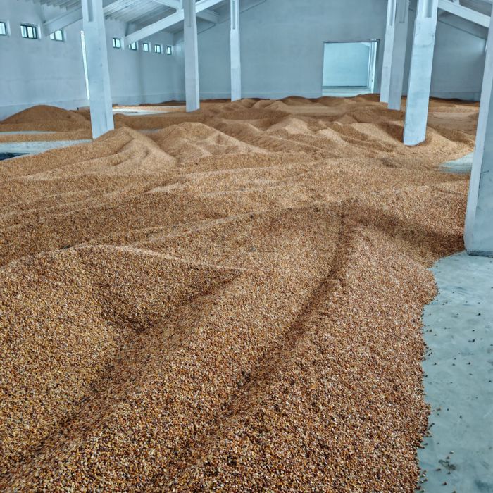 Vand porumb boabe 120 t