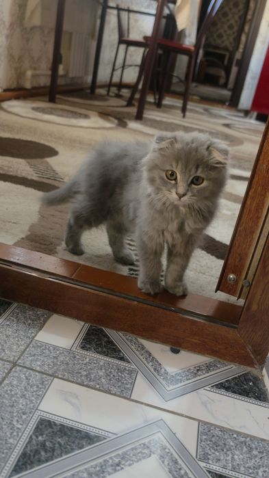 Шотландский вислоухий котенок девочка