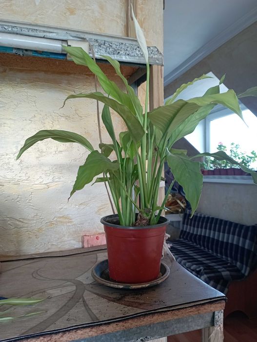 Комнатные растения