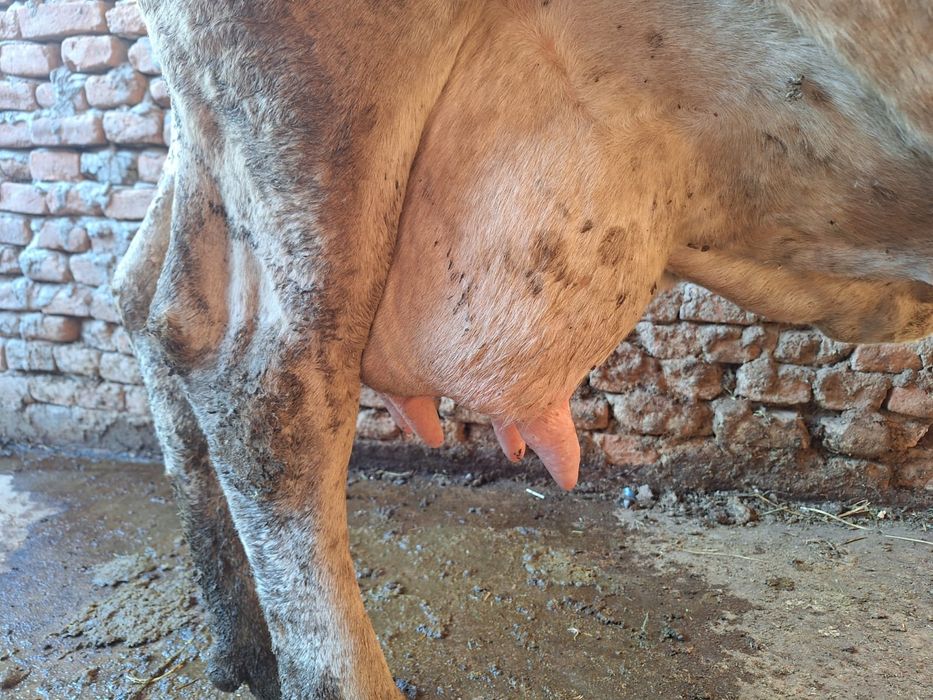 Vând vând Vacă de lapte vacă gestanta în 5 luni