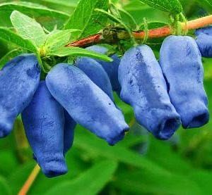 Продам саженцы жимолости