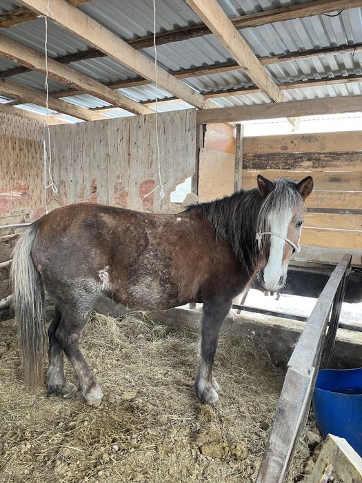 бие сатылады күйі жаксы